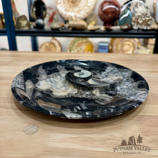 Reserve Orthoceras & Ammonite Fossil Serving Plate 10’’ - Fossil Plates