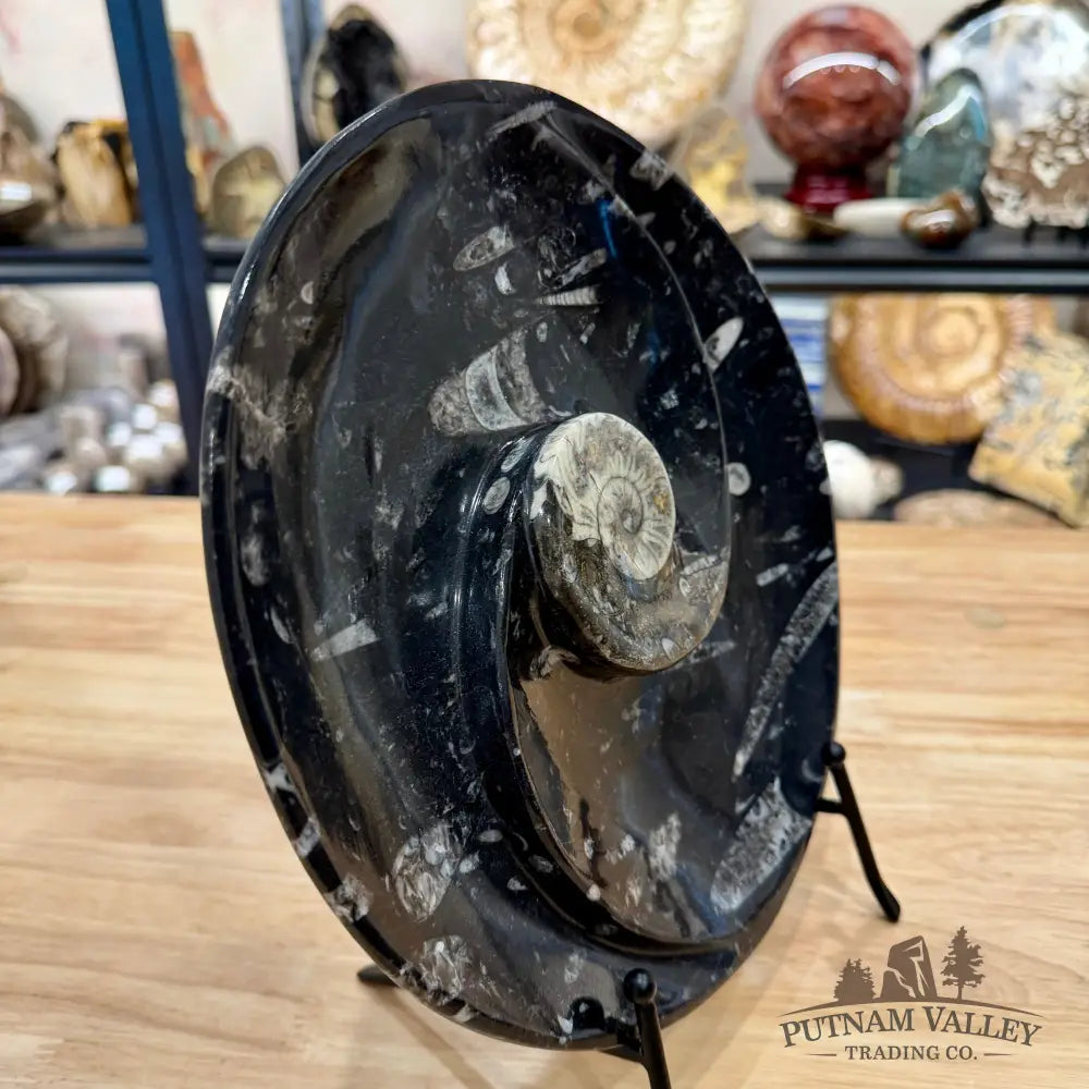 Reserve Orthoceras & Ammonite Fossil Serving Plate 10’’ - Fossil Plates