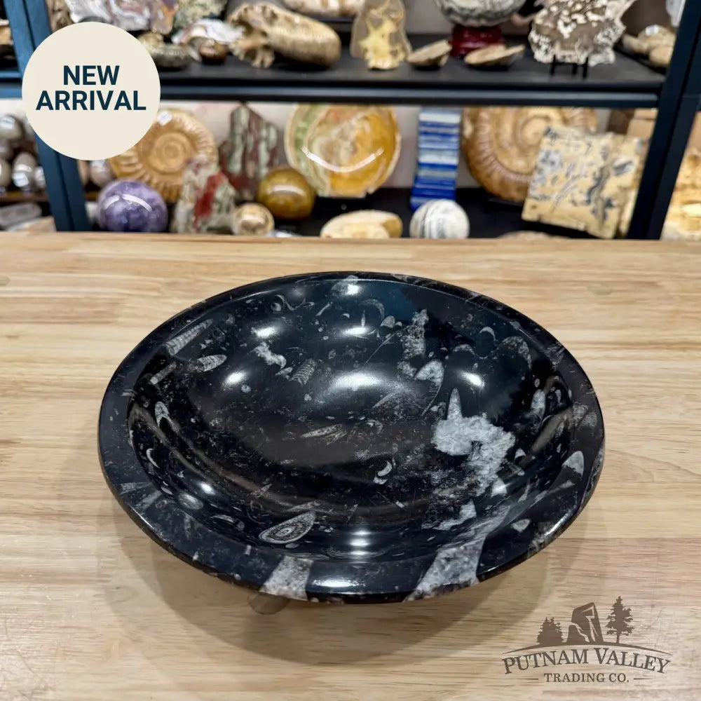 Reserve Orthoceras Fossil Bowl 10’’ | Morocco - Fossil Bowl
