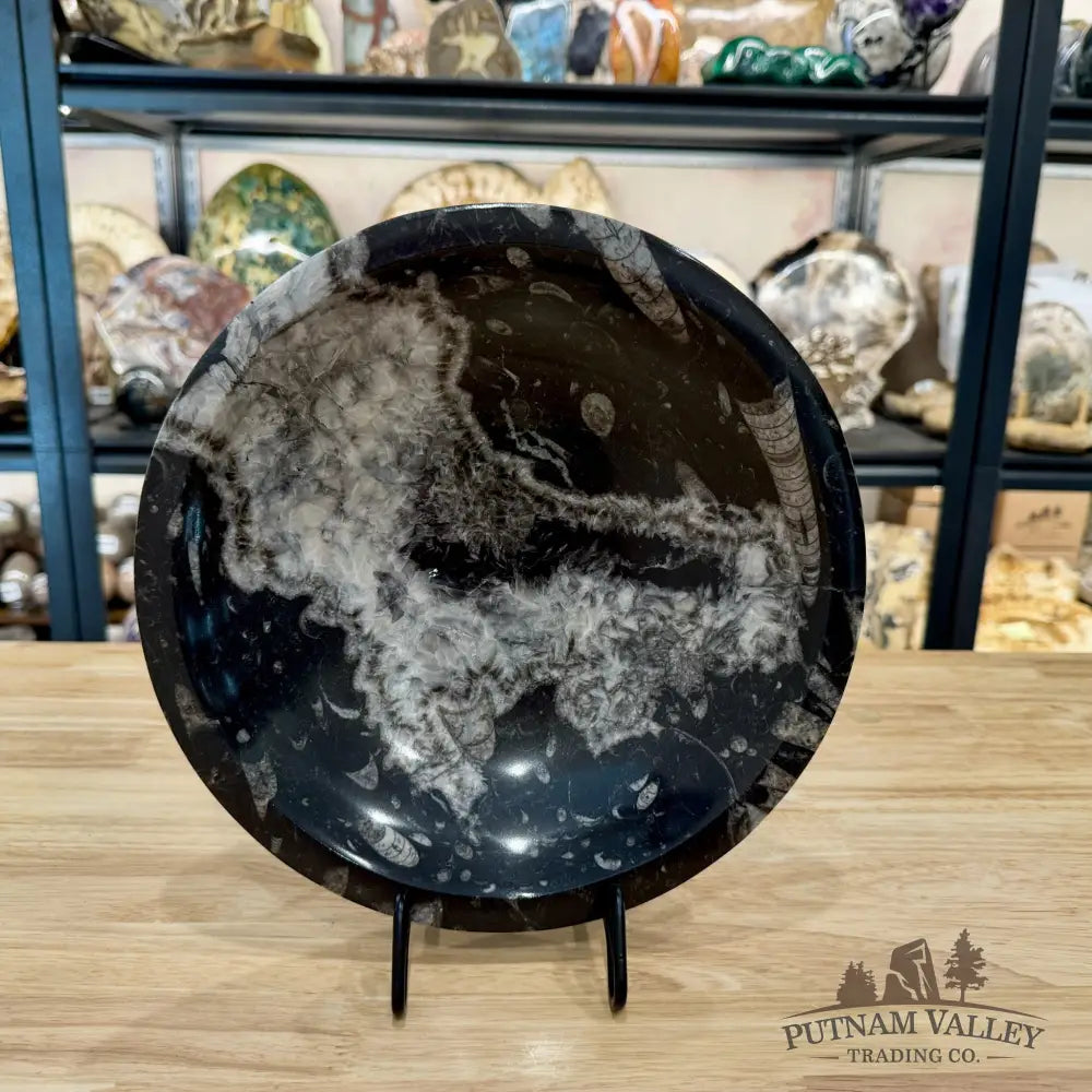 Reserve Orthoceras Fossil Bowl 10’’ | Morocco - Fossil Bowl