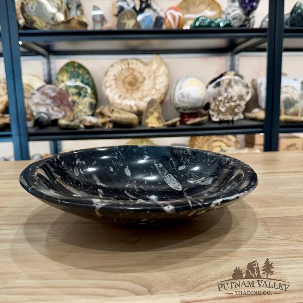 Reserve Orthoceras Fossil Bowl 10’’ | Morocco - Fossil Bowl