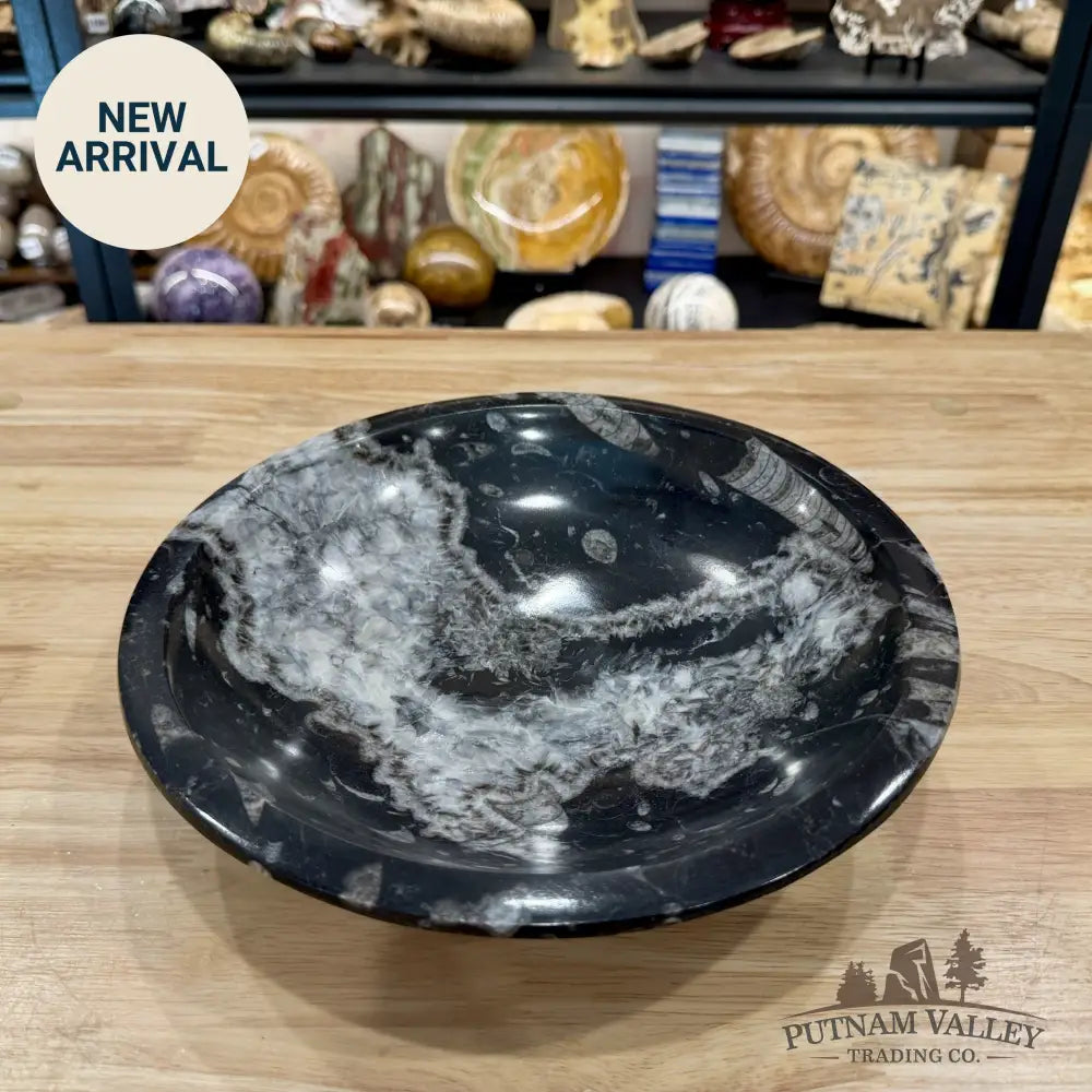 Reserve Orthoceras Fossil Bowl 10’’ | Morocco - Fossil Bowl