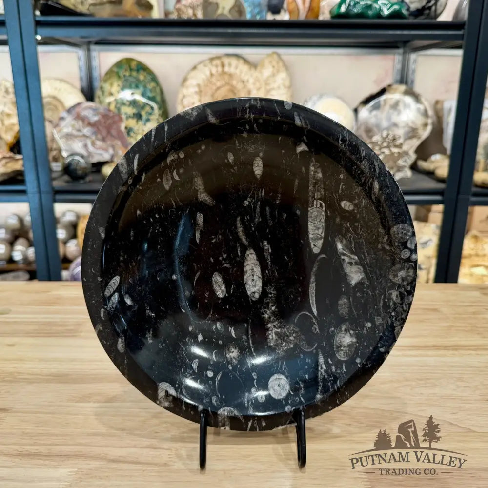 Reserve Orthoceras Fossil Bowl 10’’ | Morocco - Fossil Bowl