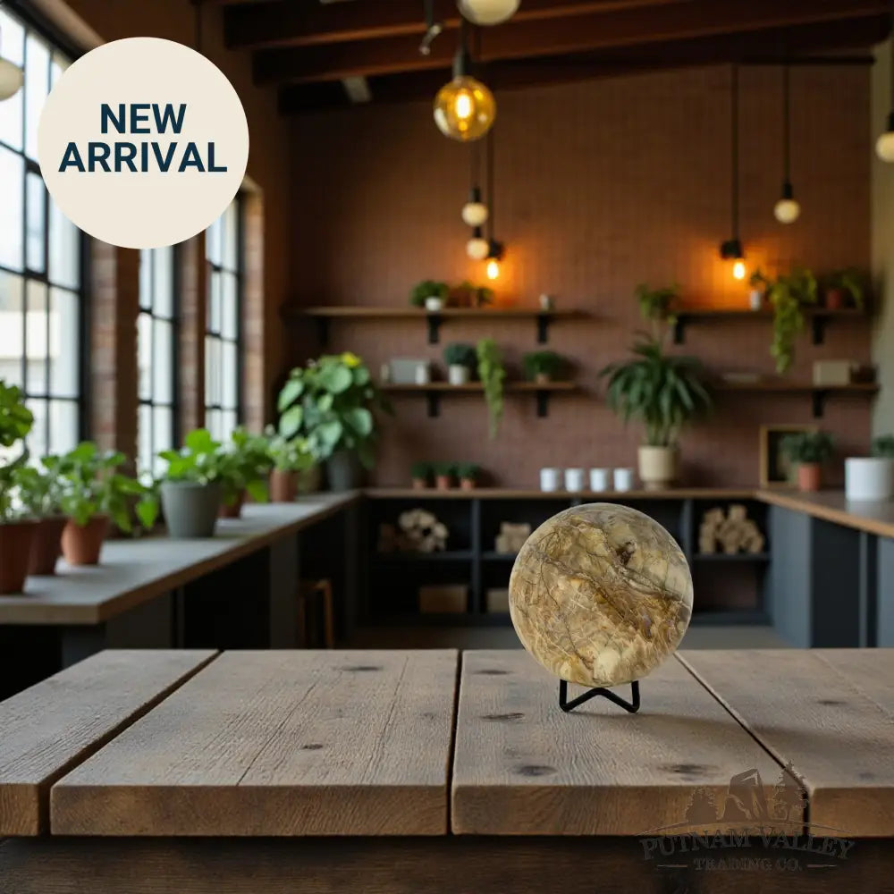 Reserve Petrified Wood Sphere 3.7’’ Sphere