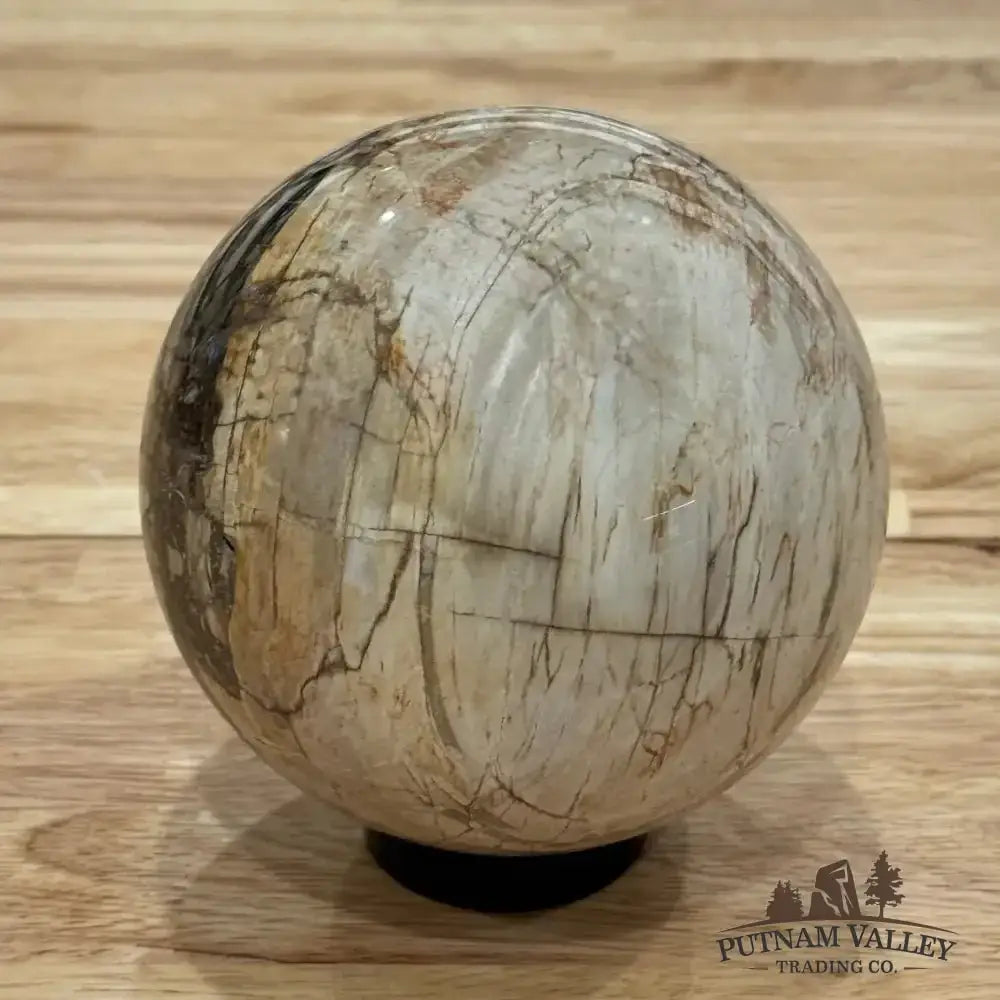 Reserve Petrified Wood Sphere 4.62" - Putnam Valley Trading Co.