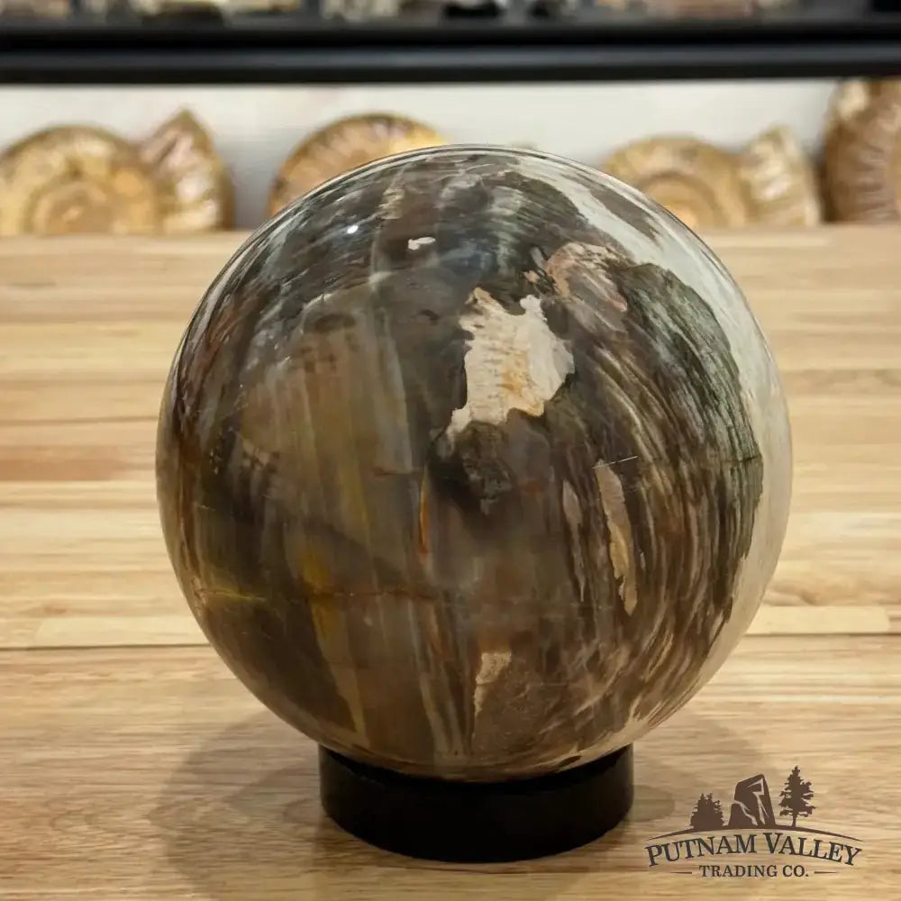 Reserve Petrified Wood Sphere 5.58" - Putnam Valley Trading Co.