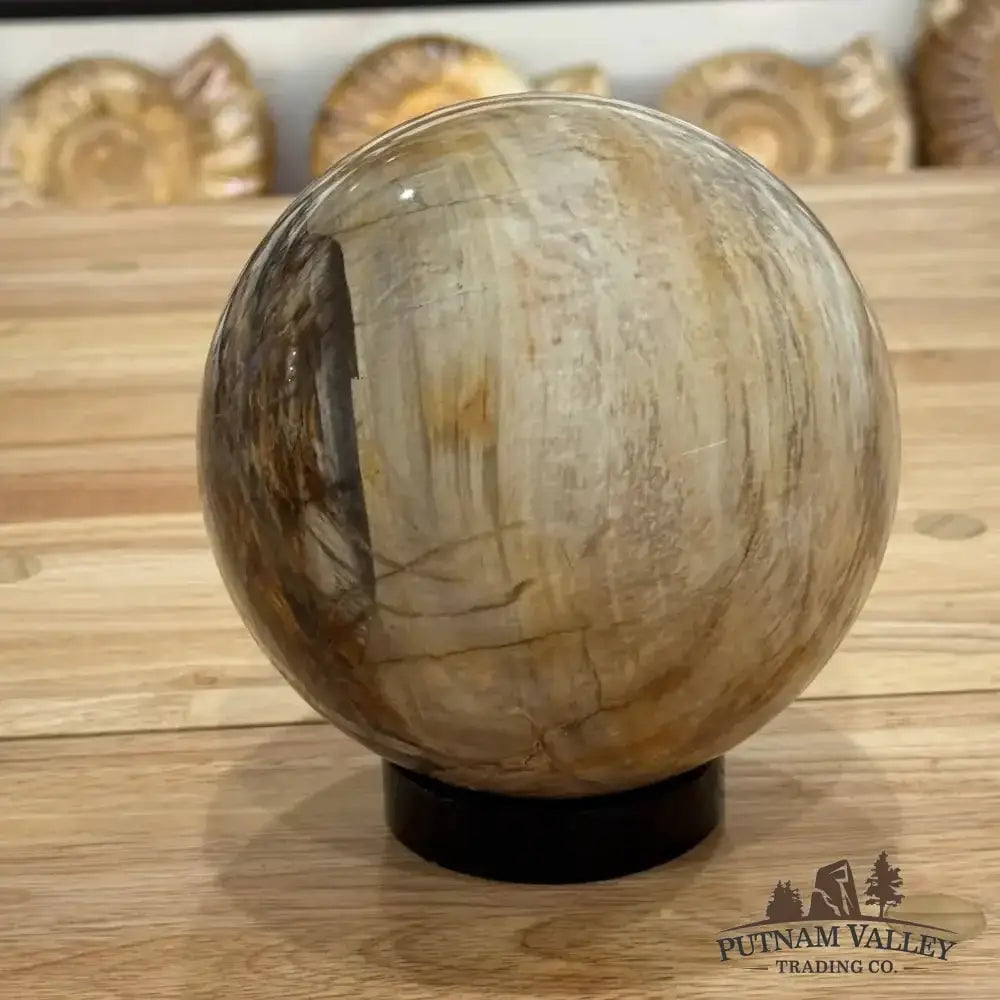 Reserve Petrified Wood Sphere 5.59" - Putnam Valley Trading Co.