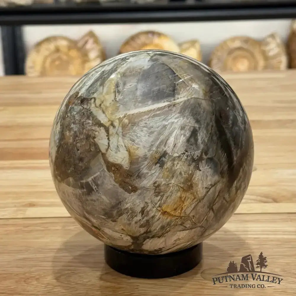 Reserve Petrified Wood Sphere 5.65" - Putnam Valley Trading Co.