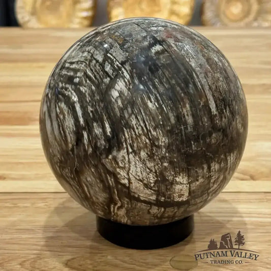 Reserve Petrified Wood Sphere 5.73" - Putnam Valley Trading Co.