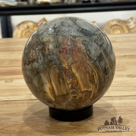 Reserve Petrified Wood Sphere 5.8" - Putnam Valley Trading Co.