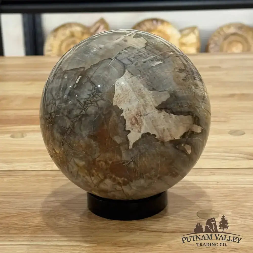 Reserve Petrified Wood Sphere 5.8" - Putnam Valley Trading Co.