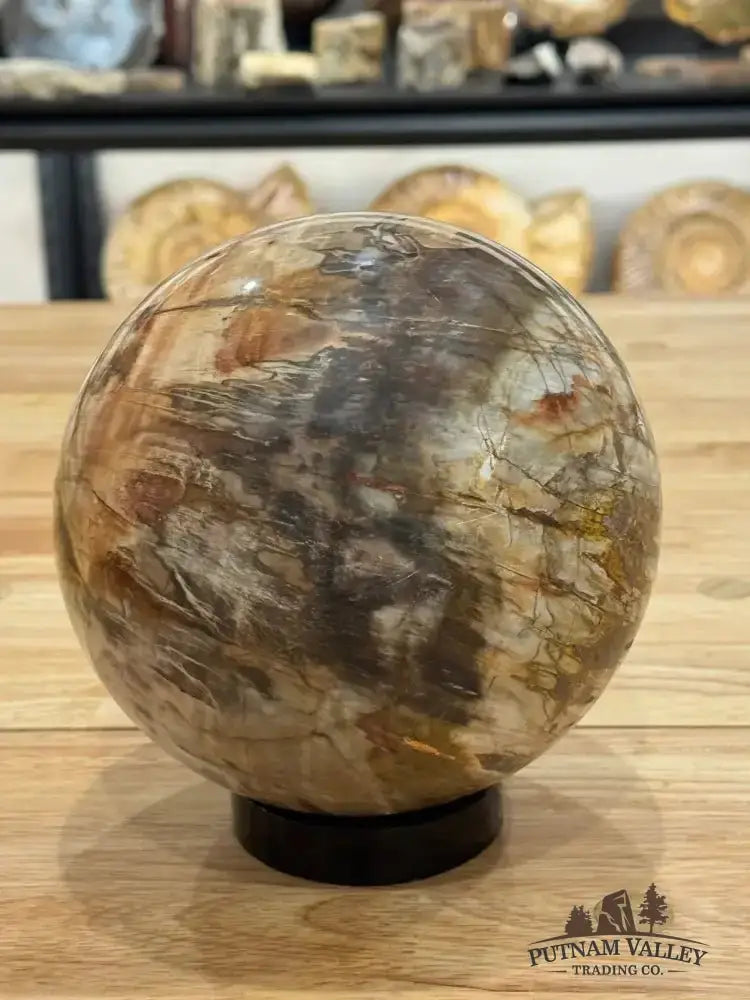 Reserve Petrified Wood Sphere 6.05" - Putnam Valley Trading Co.