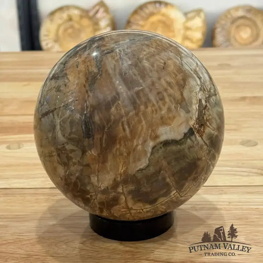 Reserve Petrified Wood Sphere 6.09" - Putnam Valley Trading Co.
