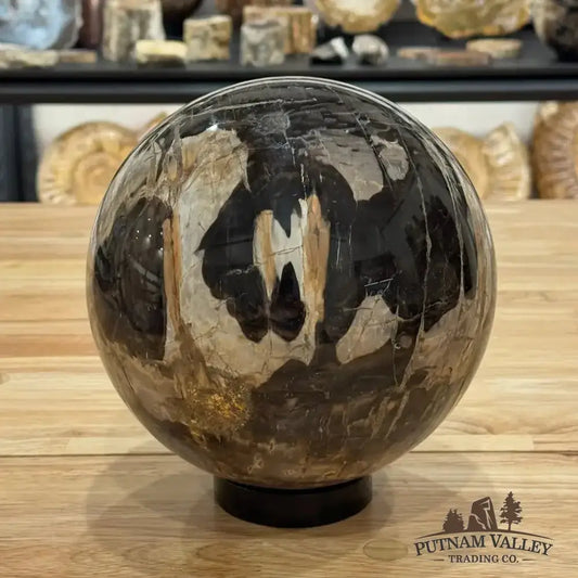 Reserve Petrified Wood Sphere 7" - Putnam Valley Trading Co.