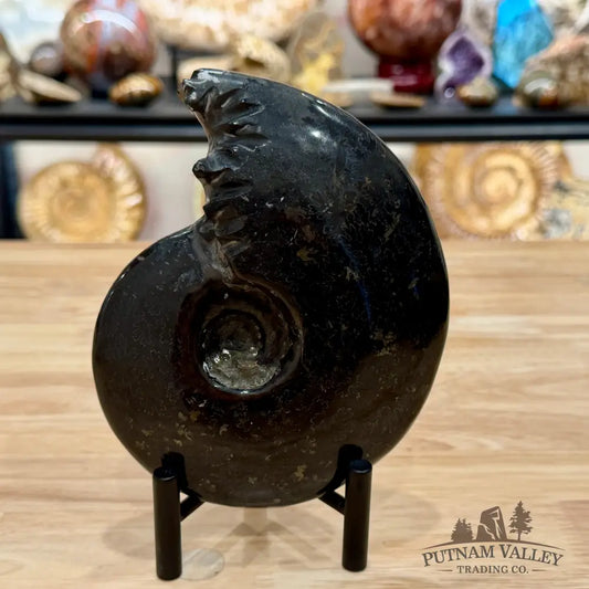 Reserve Polished Black Phylloceras Ammonite 5.96’’ | Madagascar - Fossil Specimen