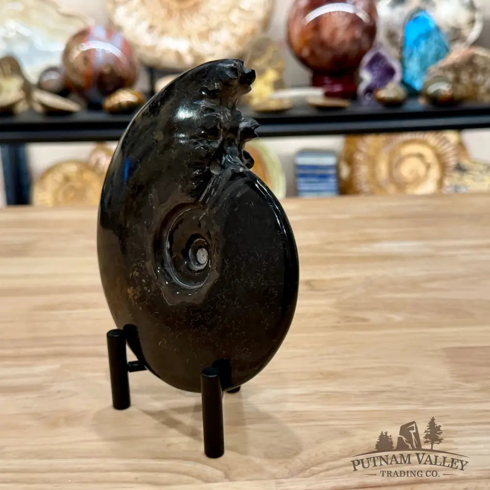 Reserve Polished Black Phylloceras Ammonite 6.09’’ | Madagascar - Fossil Specimen