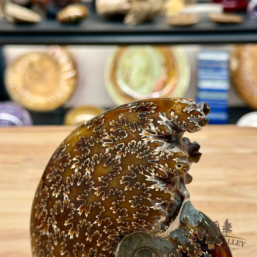 Reserve Polished Cleoniceras Ammonite 5.86’’ | Madagascar - Fossil Specimen