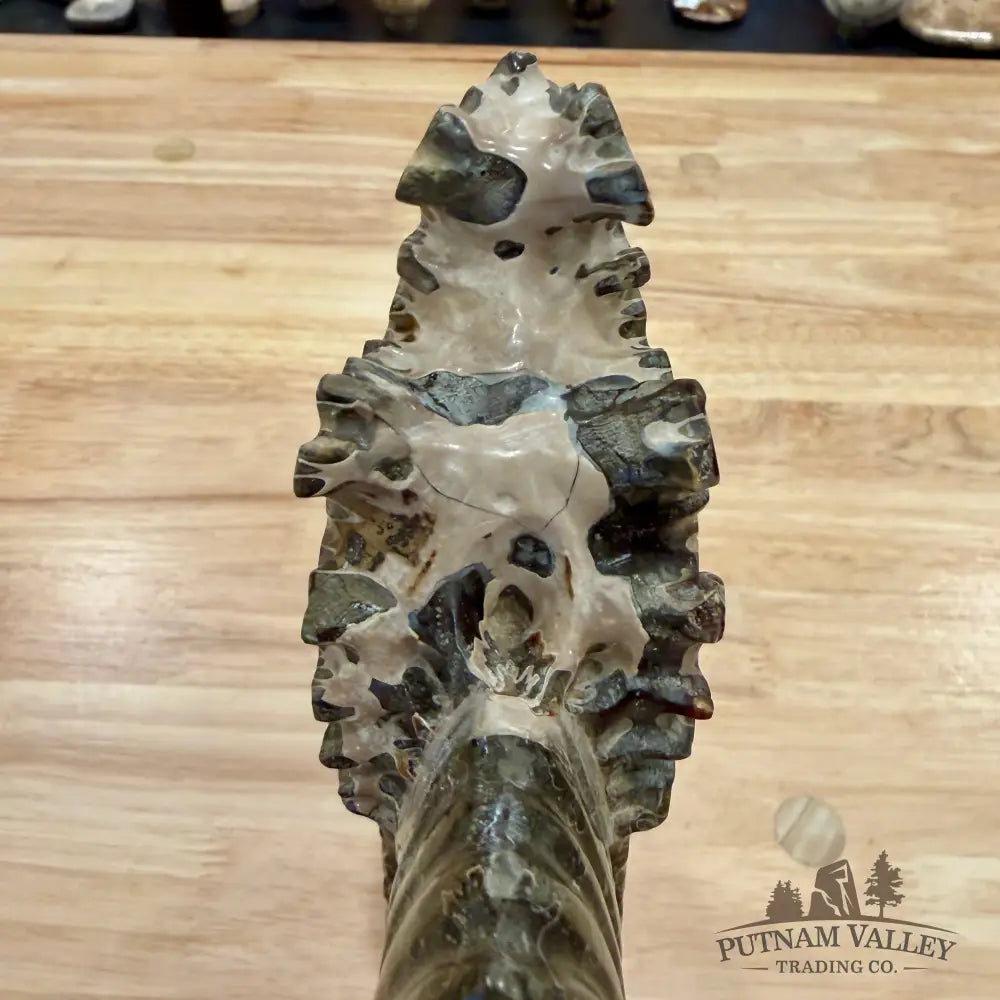 Reserve Polished Cleoniceras Ammonite 9’’ | Madagascar - Fossil Specimen