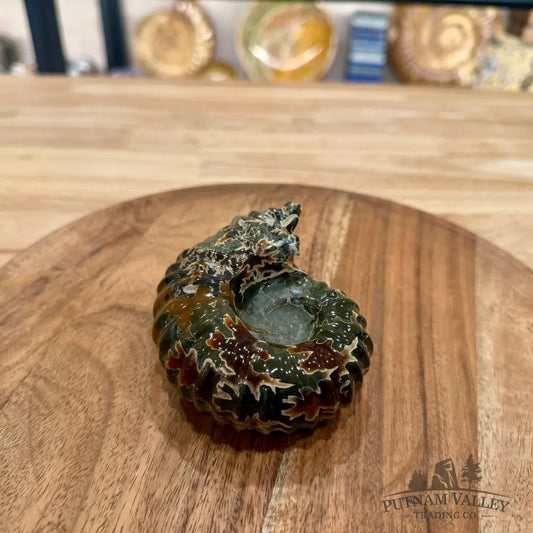 Reserve Polished Douvilleiceras Ammonite 4.03’’ - Fossil Specimen