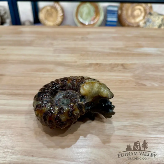 Reserve Polished Douvilleiceras Ammonite 4.31’’ | Madagascar - Fossil Specimen