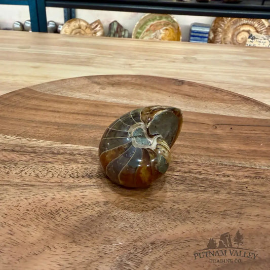 Reserve Polished Nautilus Cymatoceras Fossil 2.31’’ - Fossil Specimen