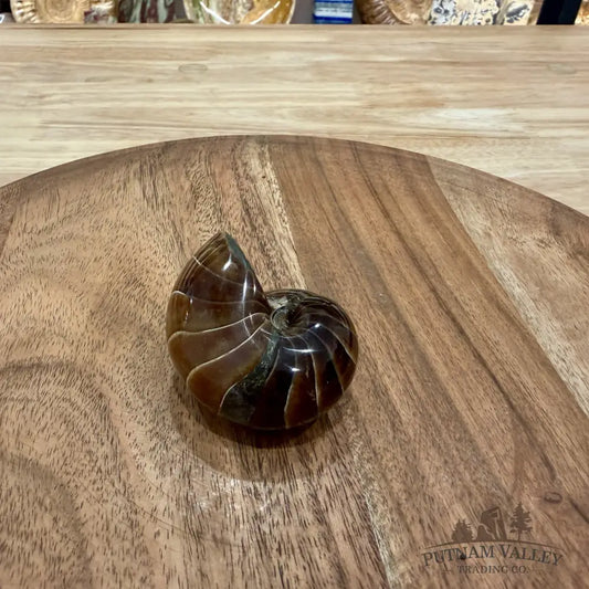 Reserve Polished Nautilus Cymatoceras Fossil 2.35’’ - Fossil Specimen