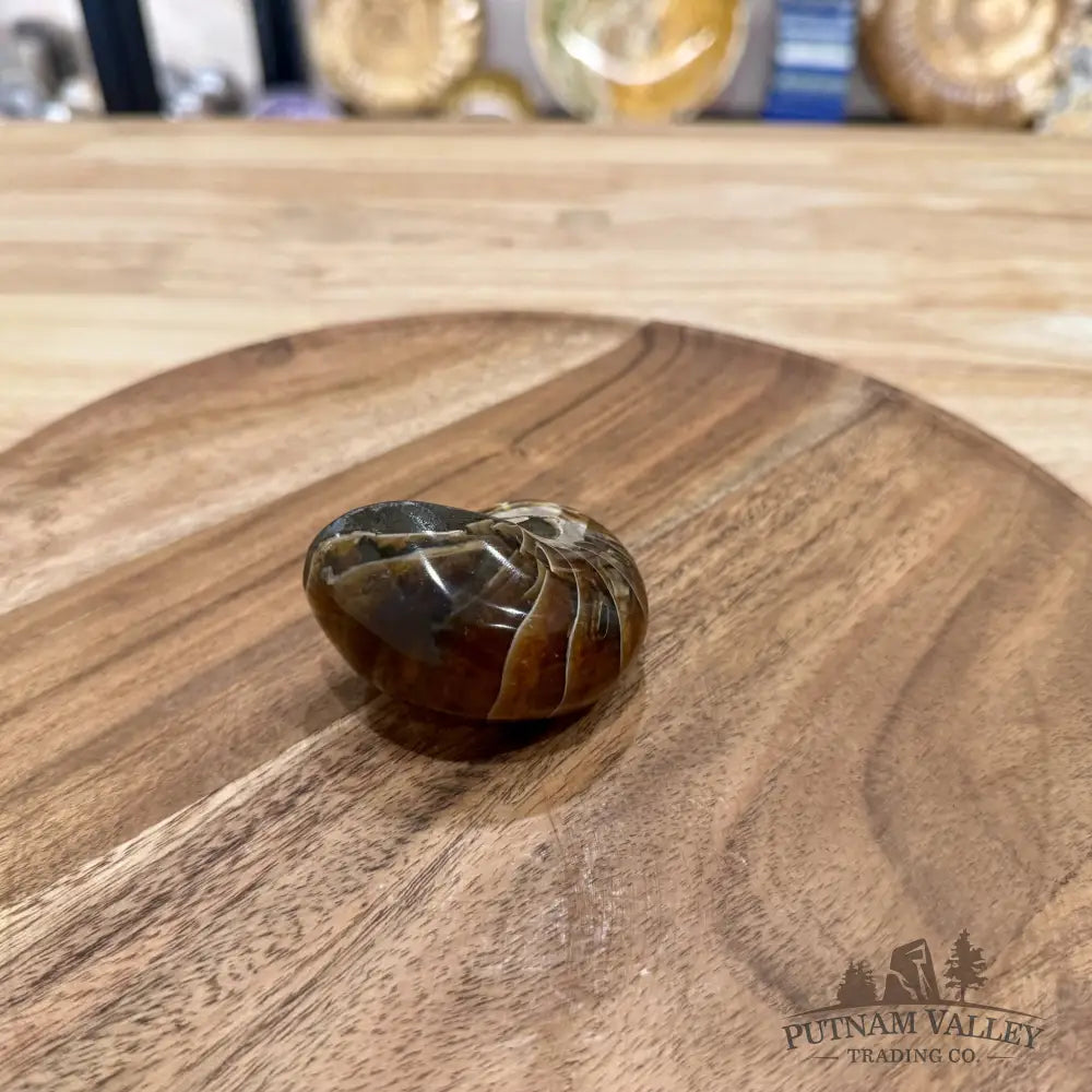 Reserve Polished Nautilus Cymatoceras Fossil 2.5’’ - Fossil Specimen