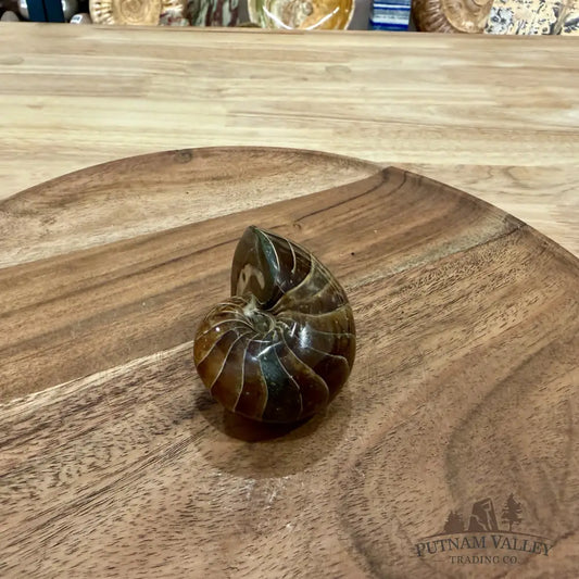 Reserve Polished Nautilus Cymatoceras Fossil 2.57’’ - Fossil Specimen