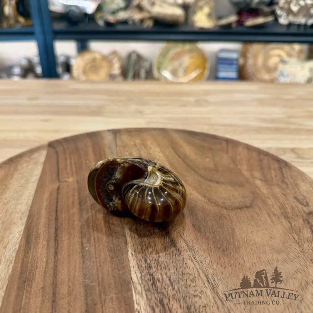 Reserve Polished Nautilus Cymatoceras Fossil 2.7’’ - Fossil Specimen