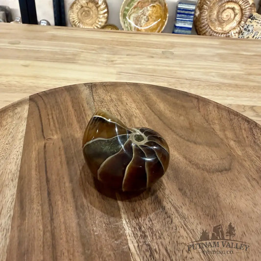 Reserve Polished Nautilus Cymatoceras Fossil 2.56’’ - Fossil Specimen
