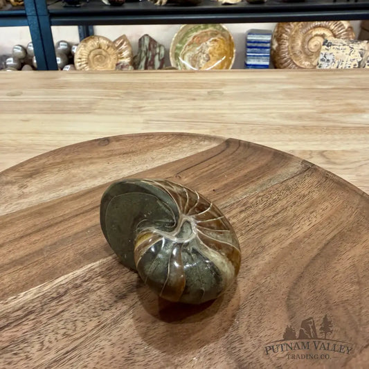 Reserve Polished Nautilus Cymatoceras Fossil 2.96’’ - Fossil Specimen