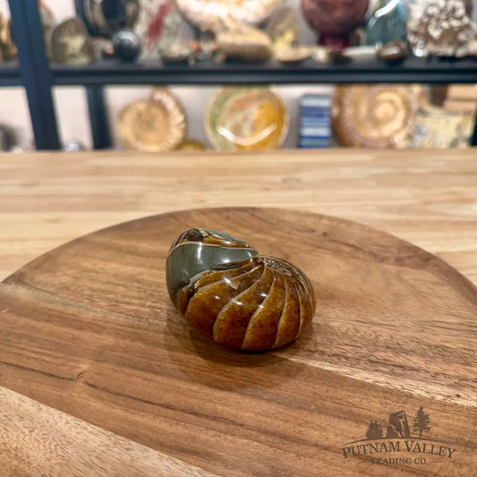 Reserve Polished Nautilus Cymatoceras Fossil 3.27’’ - Fossil Specimen