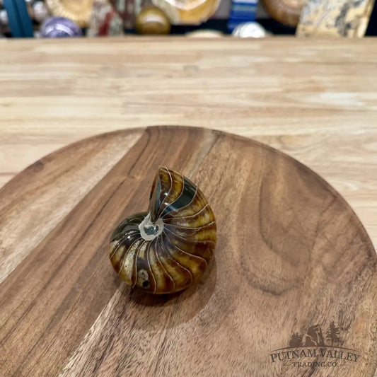 Reserve Polished Nautilus Cymatoceras Fossil 3.36’’ - Fossil Specimen