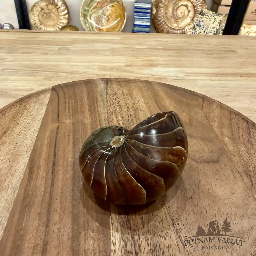 Reserve Polished Nautilus Cymatoceras Fossil 3.4’’ - Fossil Specimen