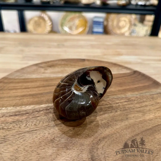 Reserve Polished Nautilus Cymatoceras Fossil 3.4’’ - Fossil Specimen