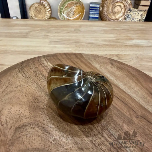 Reserve Polished Nautilus Cymatoceras Fossil 3.58’’ - Fossil Specimen