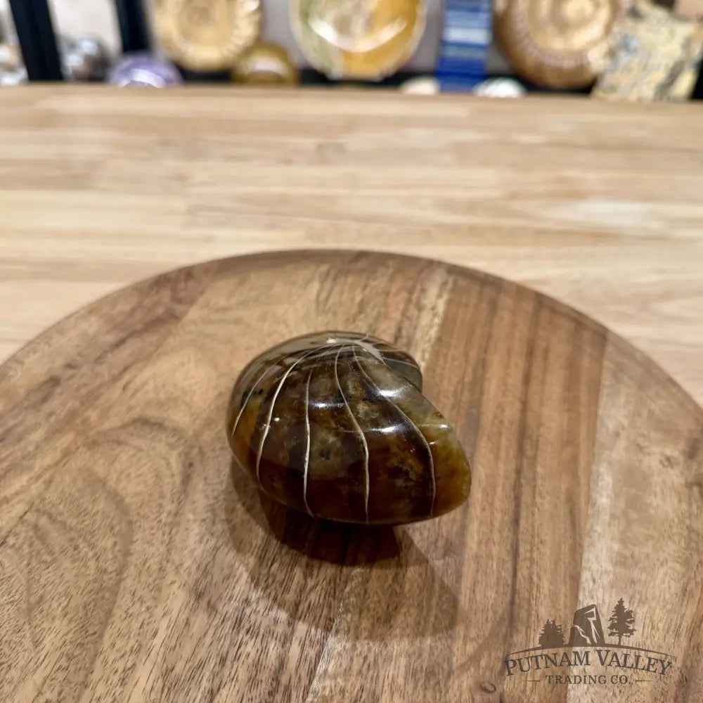 Reserve Polished Nautilus Cymatoceras Fossil 3.67’’ - Fossil Specimen