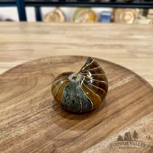 Reserve Polished Nautilus Cymatoceras Fossil 3.7’’ - Fossil Specimen