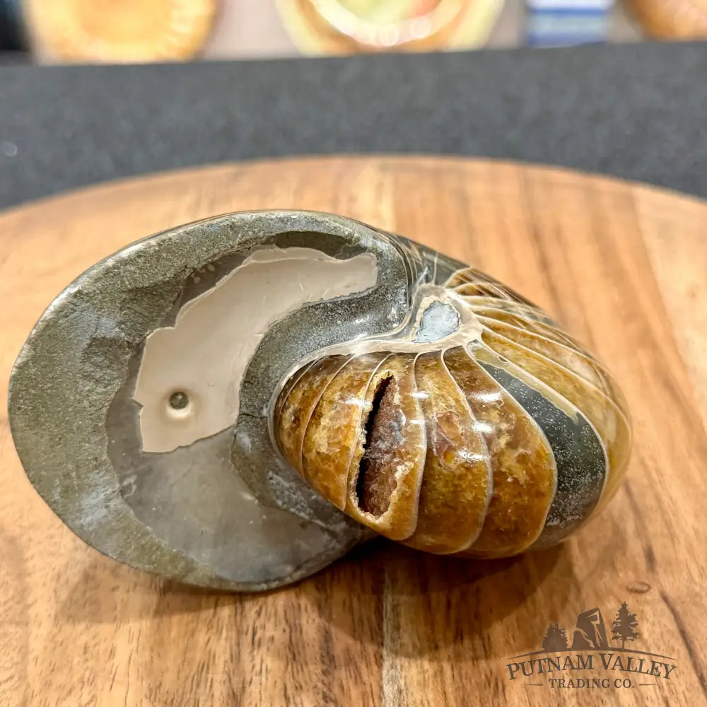 Reserve Polished Nautilus Cymatoceras Fossil 4.3’’ - Fossil Specimen
