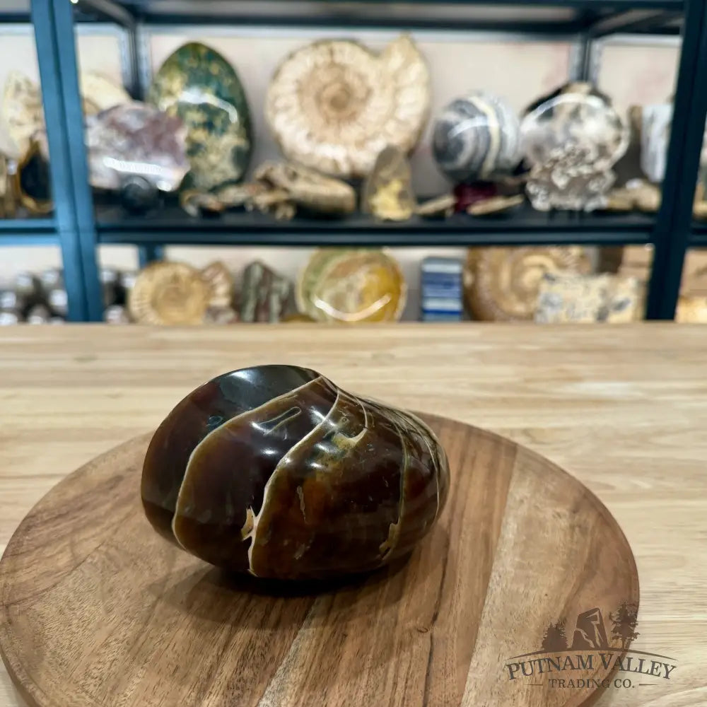 Reserve Polished Nautilus Cymatoceras Fossil 5.61’’ - Fossil Specimen