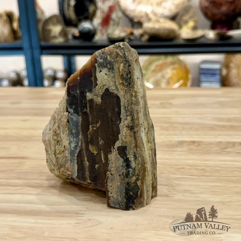 Reserve Washington Petrified Wood Table Accent 5.1’’ - Sculpture