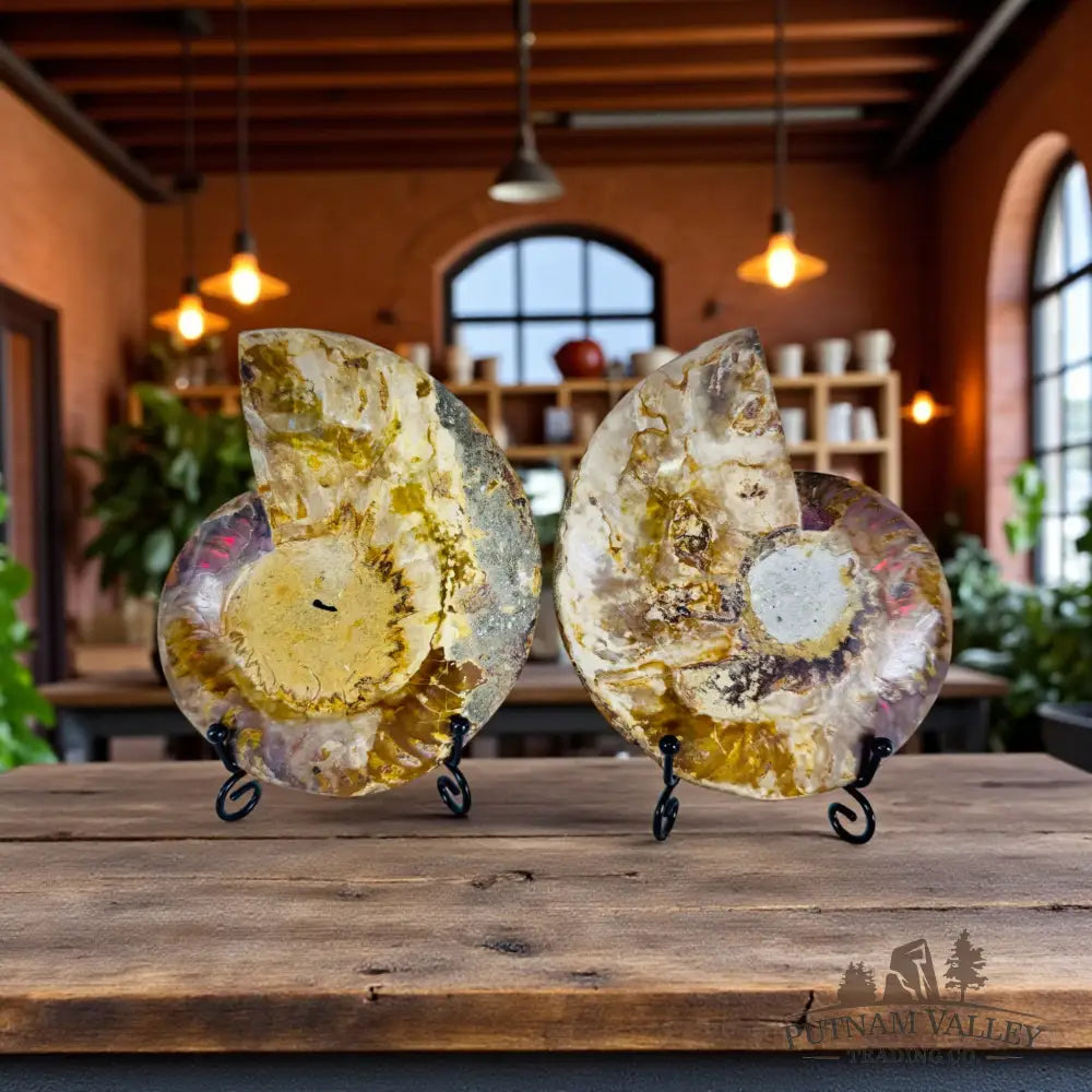 Split Agatized Ammonite Pair Fossil Pair