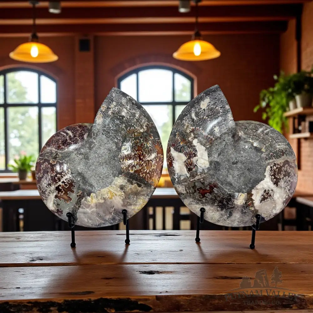 Split Agatized Ammonite Pair Fossil Pair