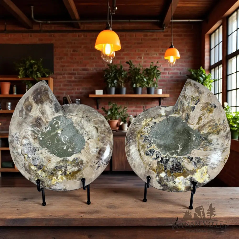 Substantial Split Agatized Ammonite Pair Fossil Pair