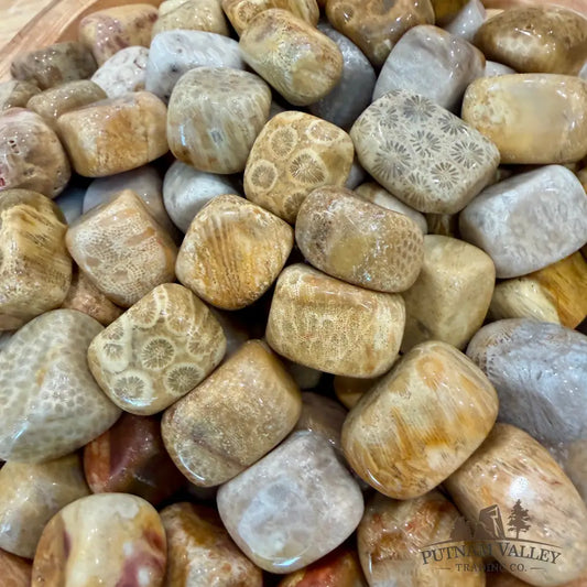 Tumbled Fossilized Coral (½ lb) - Tumbled Stone