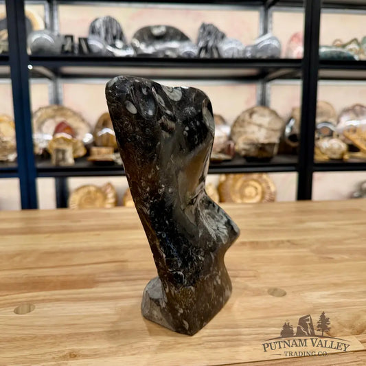 Unique Ammonite Fossil Table Accent Fossil Sculpture