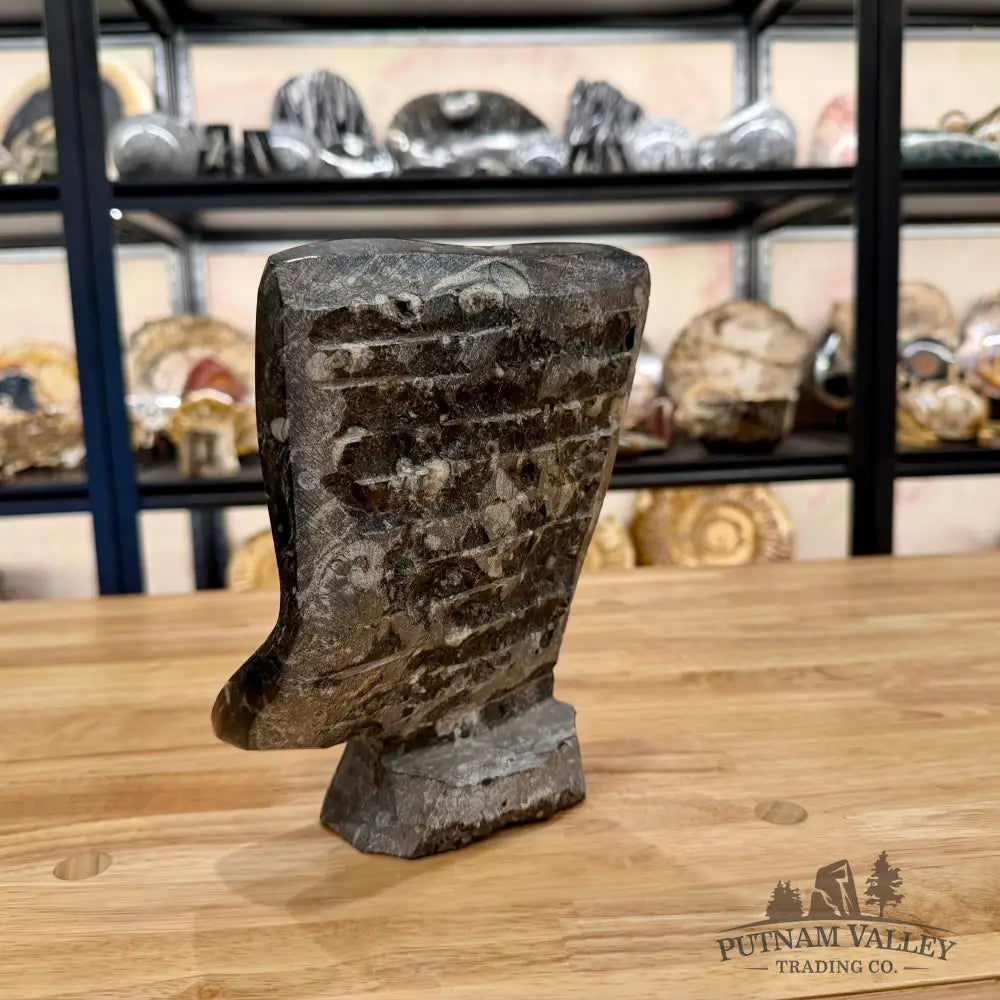 Unique Ammonite Fossil Table Accent Fossil Sculpture