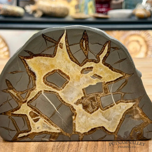 Utah Septarian Table Accent 6.61’’ - Accent