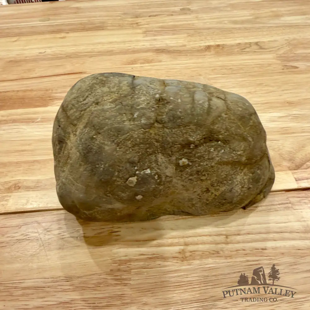 Utah Septarian Table Accent Accent