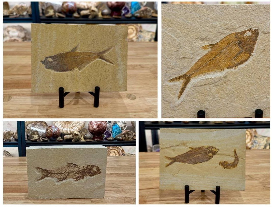 Green River Fish Fossils: A Window Into Fossil Lake